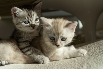 Close-up portrait of a kitten