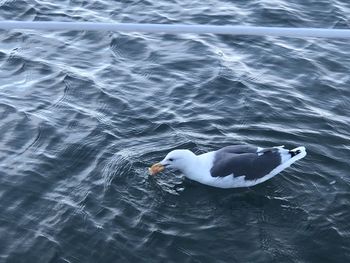 High angle view of duck swimming in lake