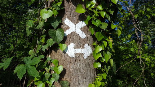 Close-up of ivy on tree trunk