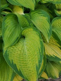 Full frame shot of green leaves