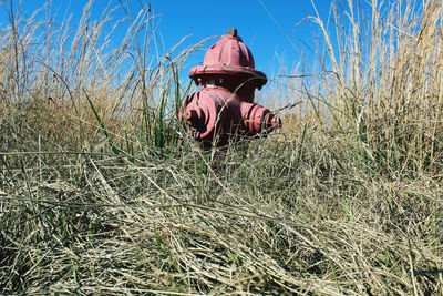 Rear view of man on field