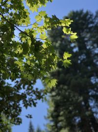 Low angle view of flowering plant against sky