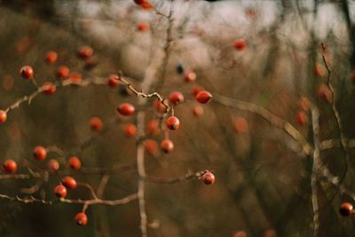 Close-up of berries growing on tree