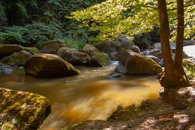 Stream flowing through rocks in forest