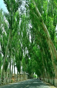Road amidst trees