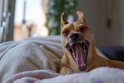 Close-up of a dog yawning