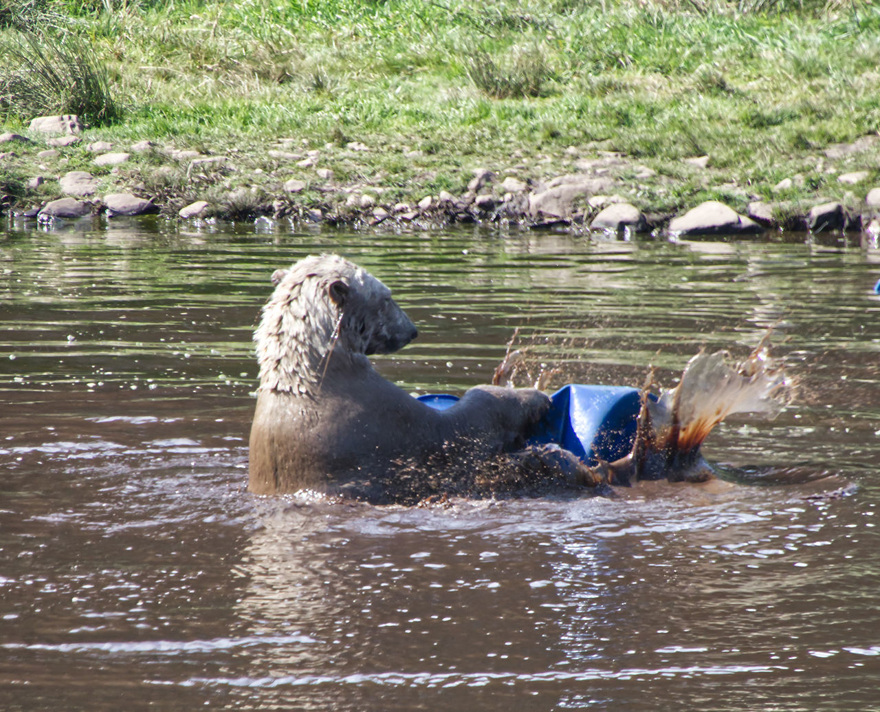 DOG IN A LAKE