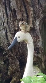 Bird perching on tree trunk