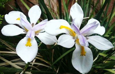 Close-up of white flowers blooming outdoors