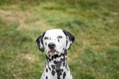 Close-up portrait of dog on field