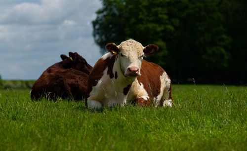 Cow in a field