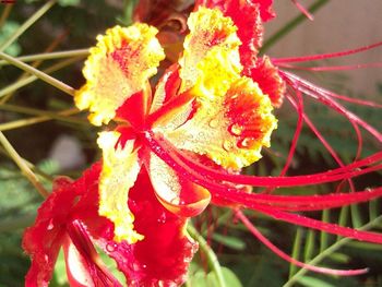 Close-up of insect on red flower