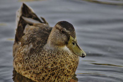 Close-up of duck swimming in lake