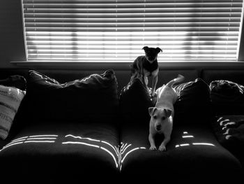 What do you get when you cross a carlin pinscher, jack russell terrier and shadows