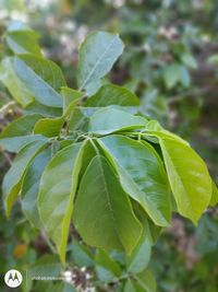 Close-up of green leaves