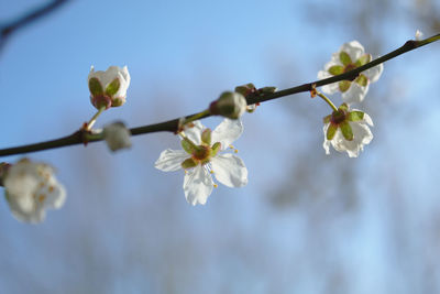 Close-up of cherry blossoms in spring