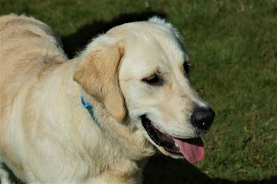 Close-up of dog looking away