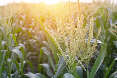 Close-up of stalks in field