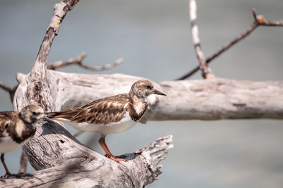 Nesting ruddy turnstone wading bird arenaria interpres along the shoreline of barefoot beach