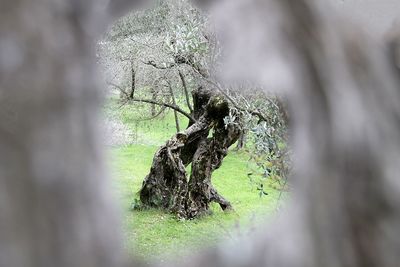 Leaf on tree trunk