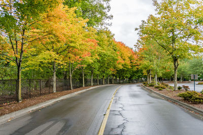 Autumn colors on roadside tree at gene coulon park in renton, washington.