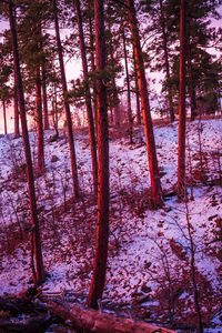 Trees in forest during winter