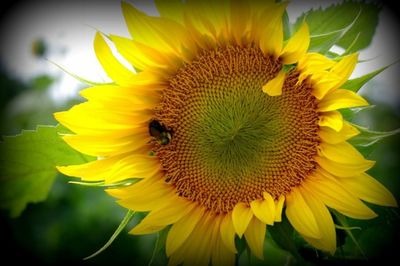 Close-up of sunflower