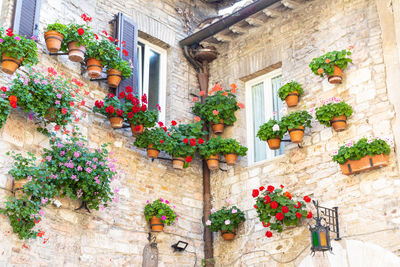 Low angle view of potted plants on wall