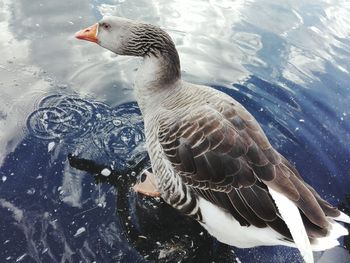 Close-up of swan swimming on lake