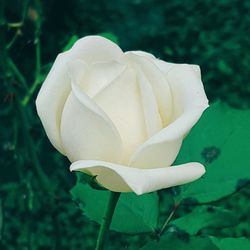 Close-up of flower blooming outdoors