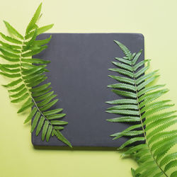 High angle view of ferns and book on green background