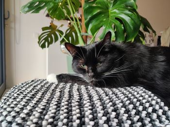 Close-up portrait of a cat