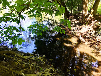 Reflection of tree in lake