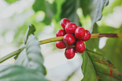 Close-up of red berries growing on tree