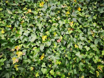 Full frame shot of plants growing on field