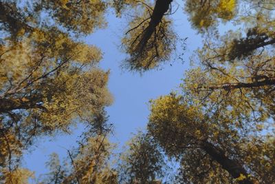 Low angle view of trees in forest against sky