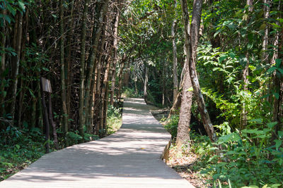 Footpath amidst trees in forest