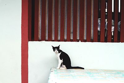 Portrait of cat sitting on door