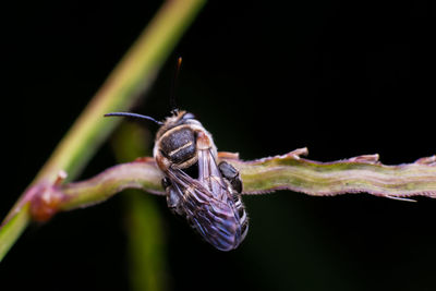 Close-up of insect over black background