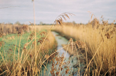 Close-up of plants on field against sky