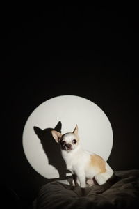 Portrait of cat sitting against black background