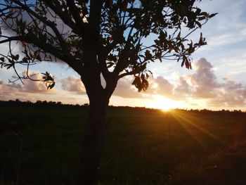 Silhouette tree on field against sky at sunset