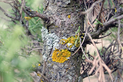 Close-up of lichen on tree trunk