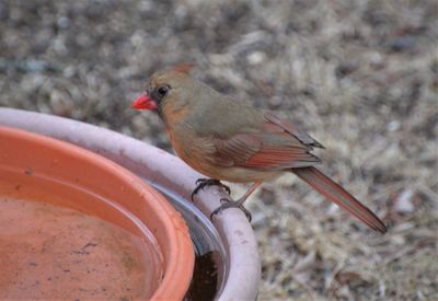 Close-up of a bird