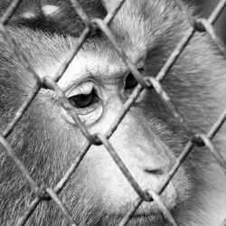 Close-up of monkey in cage at zoo