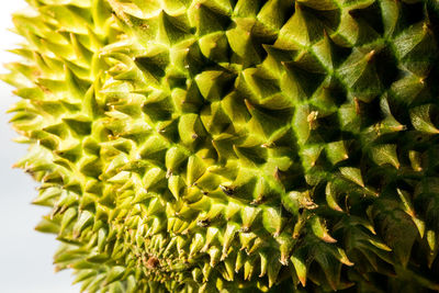 Full frame shot of succulent plant