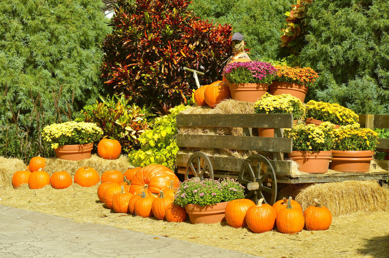 VIEW OF PUMPKINS AGAINST ORANGE TREE