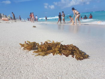 Close-up of seaweed on sand at beach