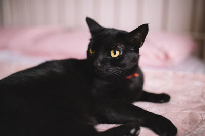 Beautiful black kitten lying on bed. black cat looking out the window. pet concept.