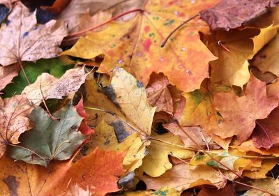 High angle view of dry maple leaves